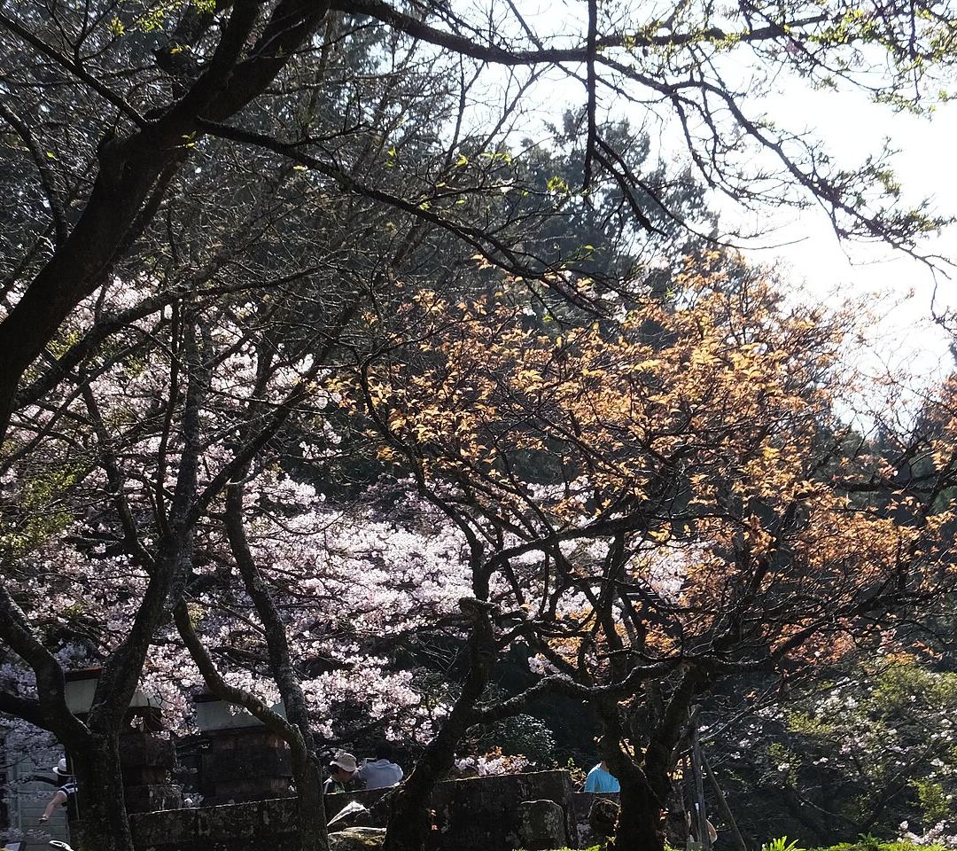 아리산삼림유락구 · 타이중 출발 아리산 일일투어 (천장지구교·중식·삼림욕·삼림열차)