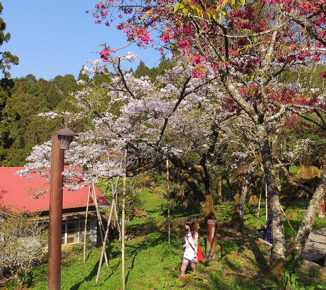 아리산삼림유락구 · 타이중 출발 아리산 일일투어 (천장지구교·중식·삼림욕·삼림열차)