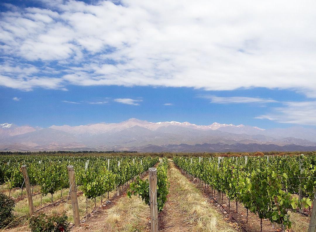 Mendoza vineyard Andes · 아르헨티나 테마 관광 8박 12일