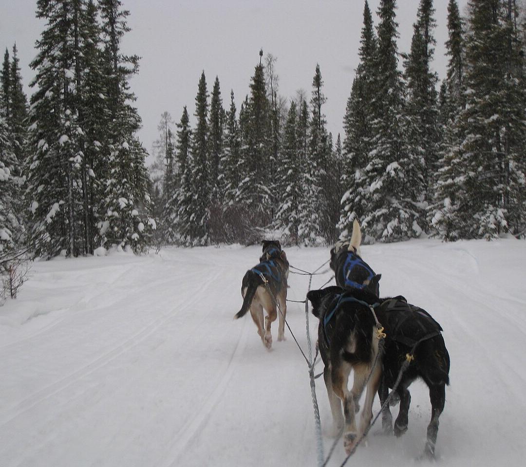 dog sledding Yellowknife · 2026-27 동계 캐나다 오로라 3박 + 로키 3박 허니문 6박 7일