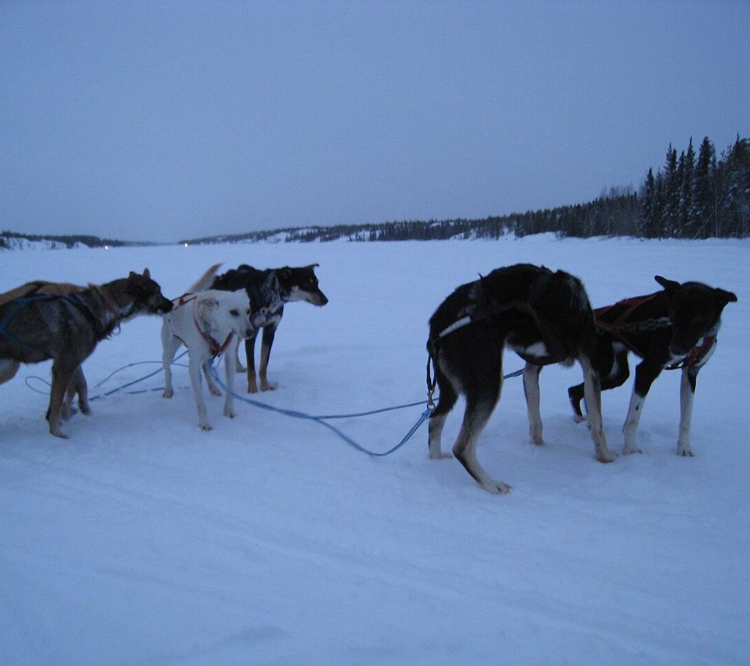 dog sledding Yellowknife · 2026-27 동계 캐나다 오로라 3박 + 로키 3박 허니문 6박 7일