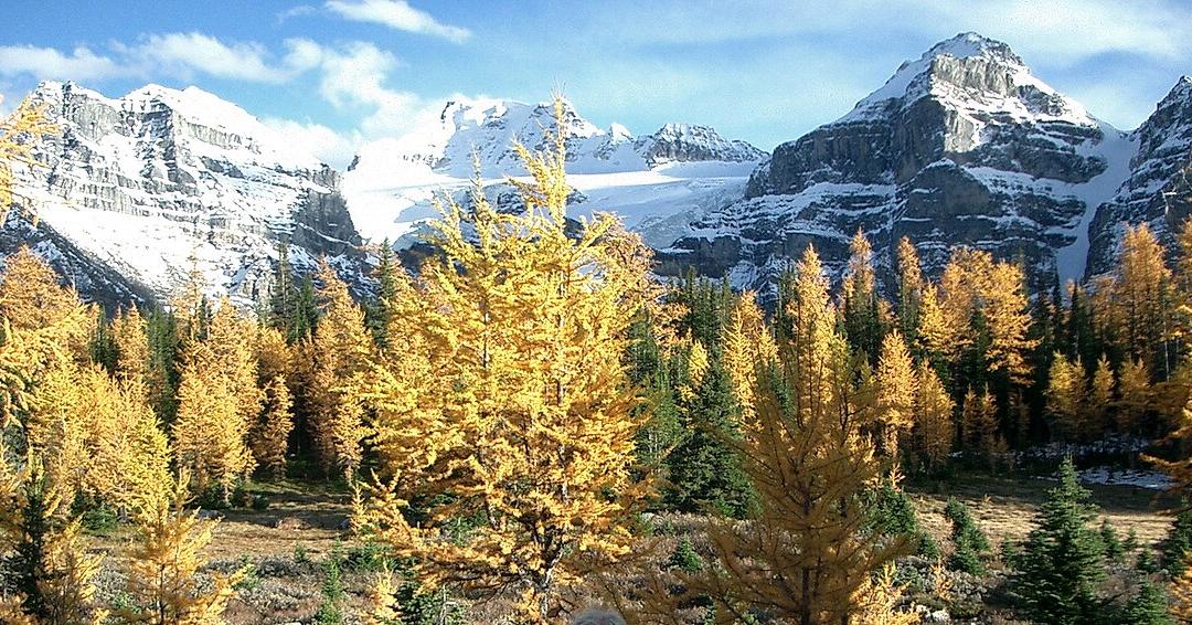 Larch Valley · 캐나다 로키 정통 트레킹 7박 9일 소그룹 패키지