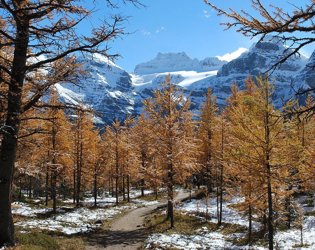 Larch Valley · 캐나다 로키 정통 트레킹 7박 9일 소그룹 패키지